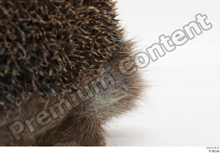 Hedgehog - Erinaceus europaeus  3 body leg whole body…